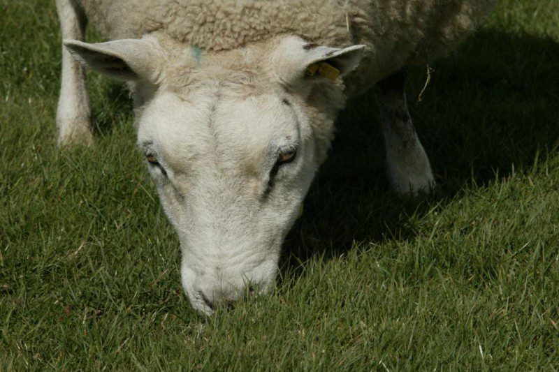 Opvallend veel melkziekte bij schapen