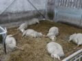 Dertig schapen dood door giftig kruid