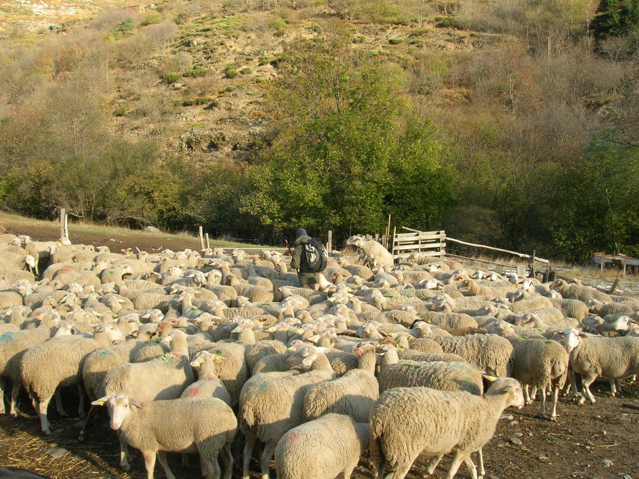 In Frankrijk stierven honderden schapen door blaaswormen