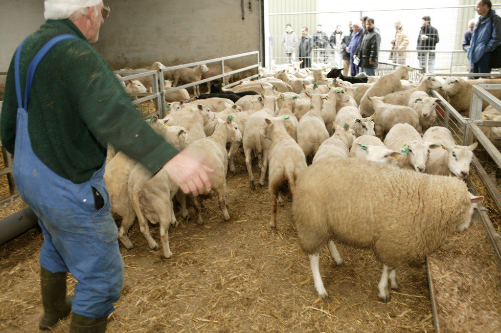 'Regels offerfeest nekken prijzen' • Het Schaap