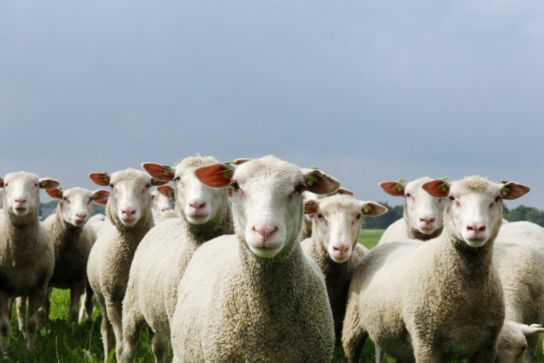 CBS: iets minder schapen • Het Schaap