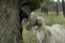 Onderzoek naar anaplasma bij schapen