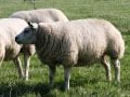Dit jaar hebben schapen minder last van haemonchus