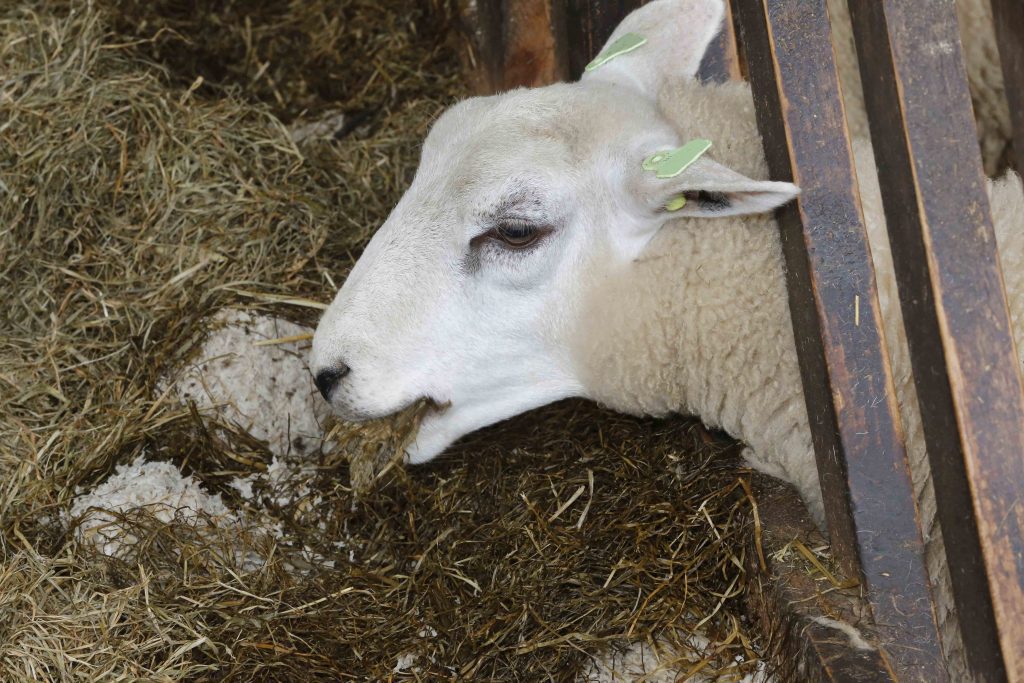 zwoegerziekte schapen blijven eten