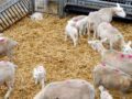 NVWA: Geen grote welzijnsrisico’s bij schapen