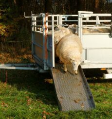 transport schapen