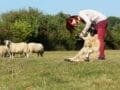 schapenklauwen verzorgen