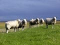 CO2-normen schapen