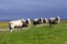 CO2-normen schapen