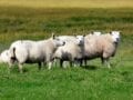 CO2-footprint schapen