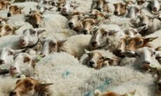 aantal schapen