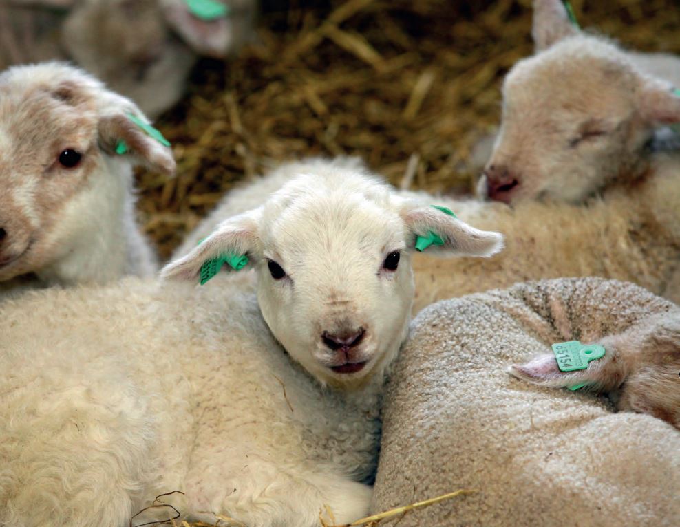 Reports of factors causing miscarriage are often remarkably contagious.  • Sheep