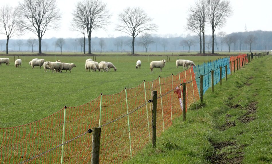 wolvenrasters nu Gelderland • Het Schaap