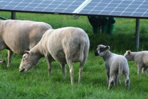 zonneparken begrazen is geen bijbaantje