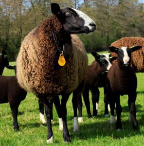 Zwartbles