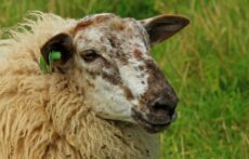 premie zeldzame schapenrassen