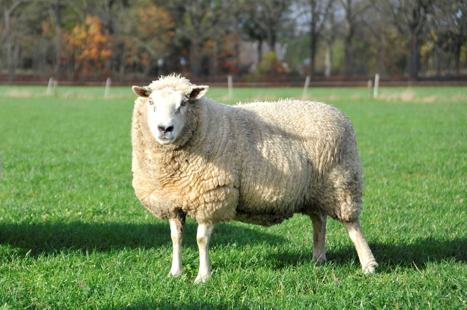 schapenras Noordhollander