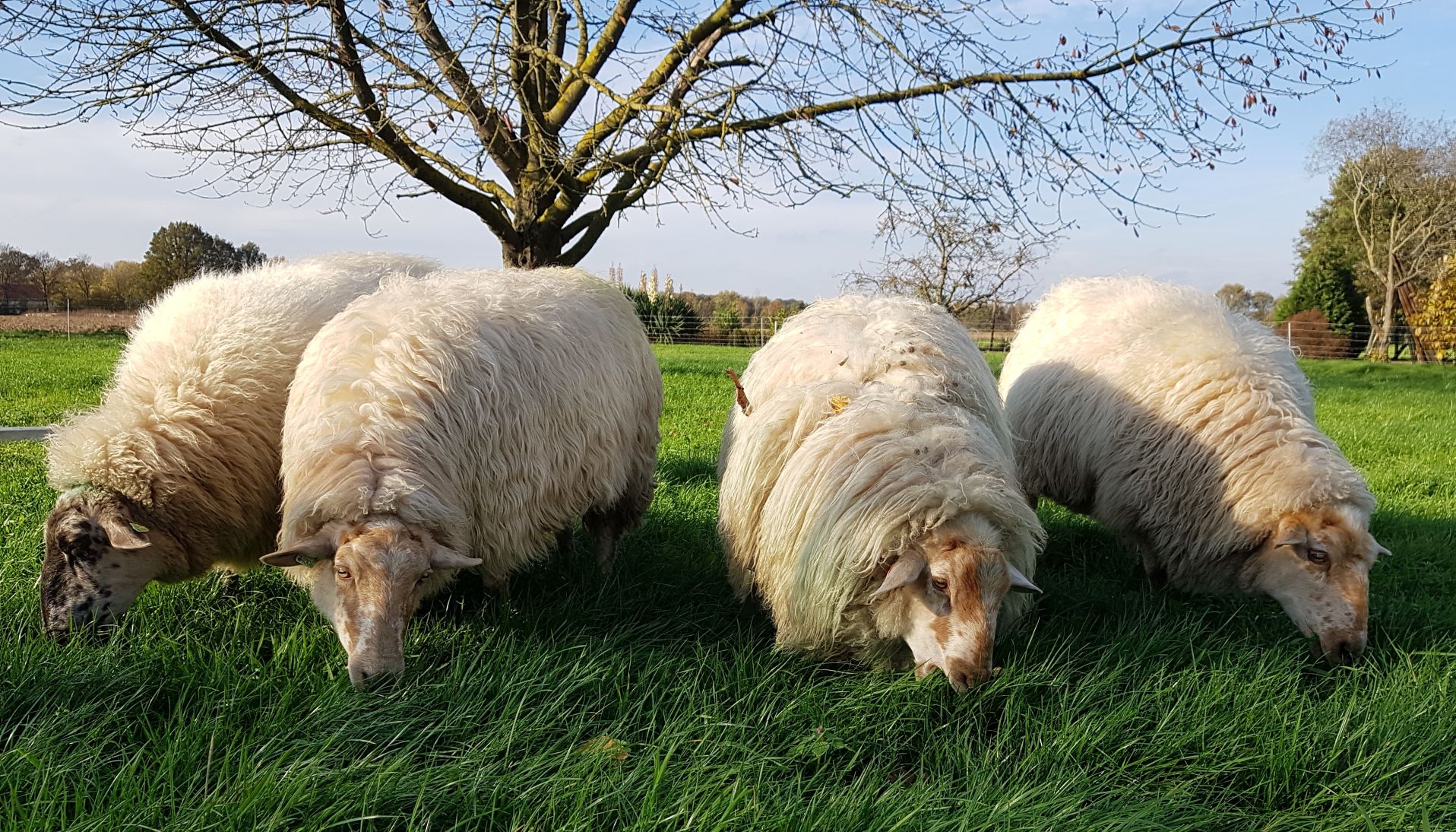 Mergellanders is een van de zeldzame schapen
