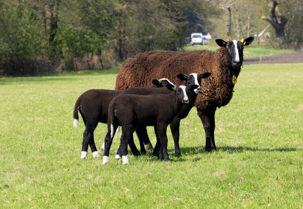 Zwartbles