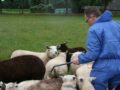 Inspecteur van NVWA controleert I&R-gegevens op schapenbedrijf