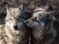Wolf uit Wapse blijkt nazaat van berucht wolvenpaar