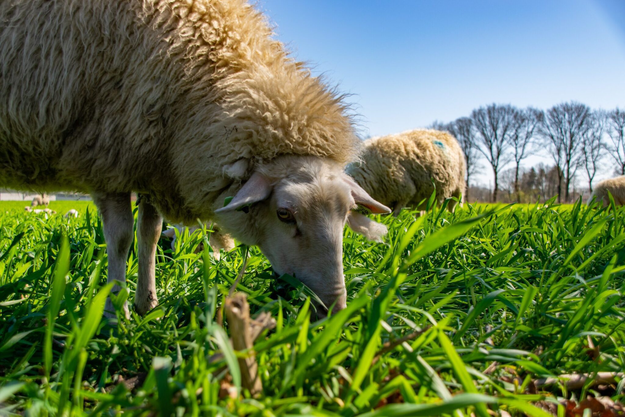 Flushen kan door schapen tot 4 weken voor dekken een nieuwe, volle weide te geven. Is die niet beschikbaar geef dan extra krachtvoer