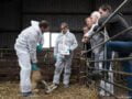 In gesprek met veehouderij-eigenaar Cees Verhagen hoorden de koning en landbouwminister Piet Adema over de financiële en emotionele schade die blauwtong aanricht.
