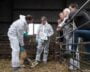 In gesprek met veehouderij-eigenaar Cees Verhagen hoorden de koning en landbouwminister Piet Adema over de financiële en emotionele schade die blauwtong aanricht.