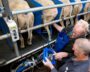 Het scannen van schapen in de melkstal door AB Vakwerk bij een melkschapenbedrijf