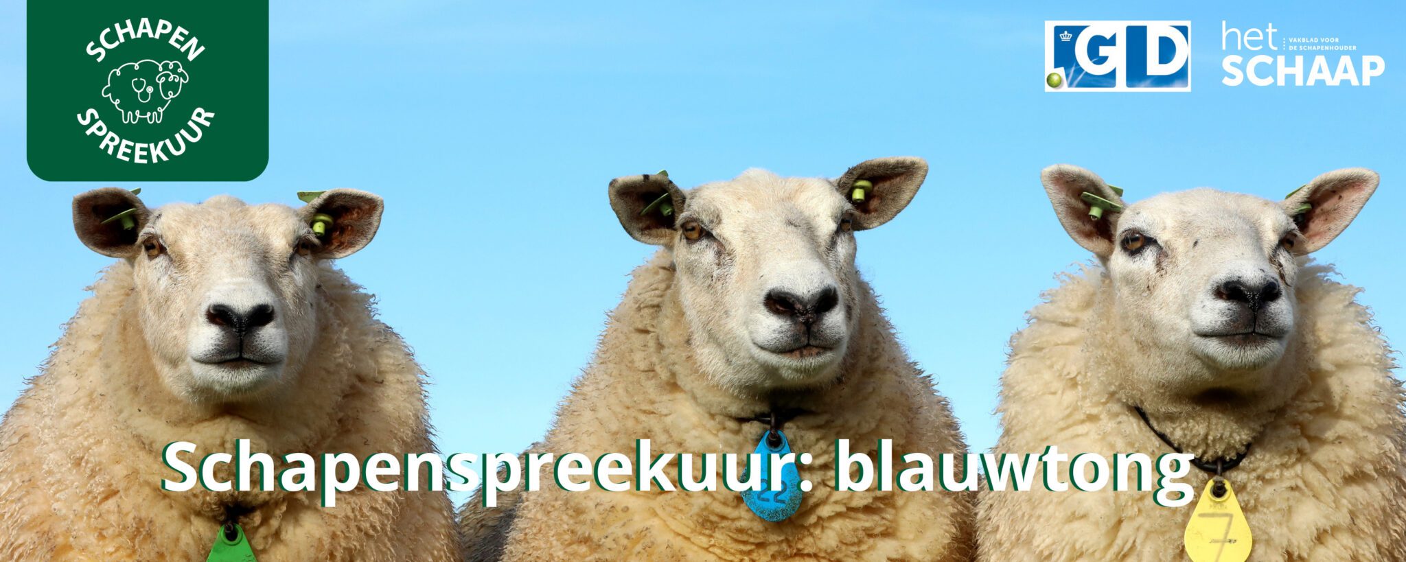 schapenspreekuur blauwtong