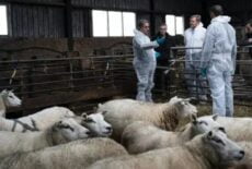 De koning en landbouwminister Piet Adema bezoeken schapenhouder (Foto LTO).