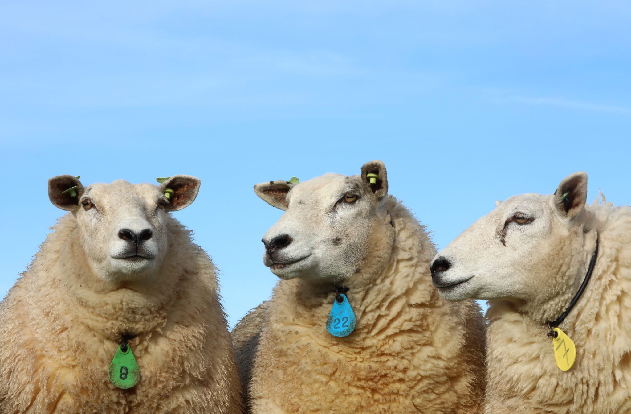 L’ora di consultazione della pecora dalla lingua blu risponde a un torrente di domande • Het Schaap
