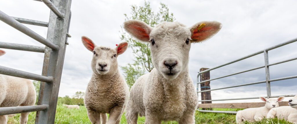 BlijSchaap fungeert als een verbindende
schakel tussen de Nederlandse schapenhouders,
burgers en consumenten. ‘’