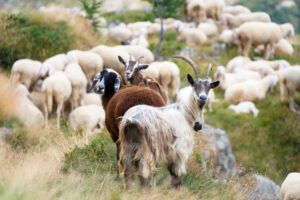 Geiten en schapen gaan goed samen. Ze hebben wel een andere manier van voedsel zoeken. Schapen zijn echte grazers en geiten zijn zoekers.