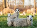 ruim 30 Kempische Heideschapen schapen gestolen van begrazingsbedrijf Kemp