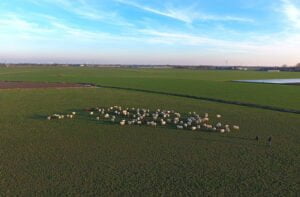 Daling schapenaantallen: er speelt veel meer dan alleen blauwtong