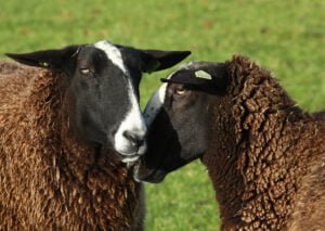 Zwartbles