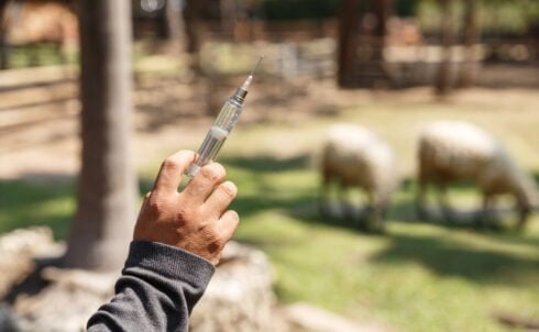 Blauwtong vaccin: vragen en antwoorden