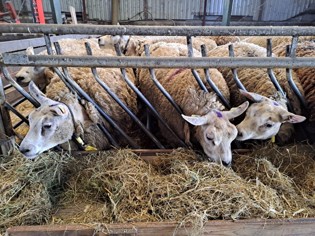 Gevaccineerde schapen in Nederland.