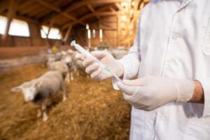 dierenarts met vaccin in de hand in schapenstal