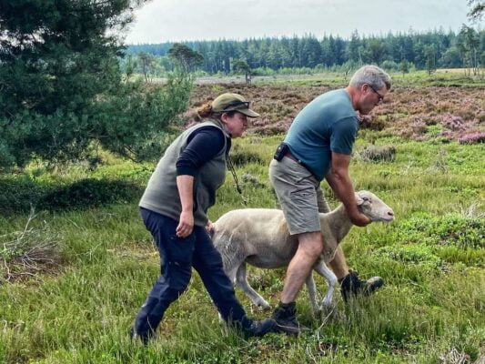 ziek schaap door blauwtong