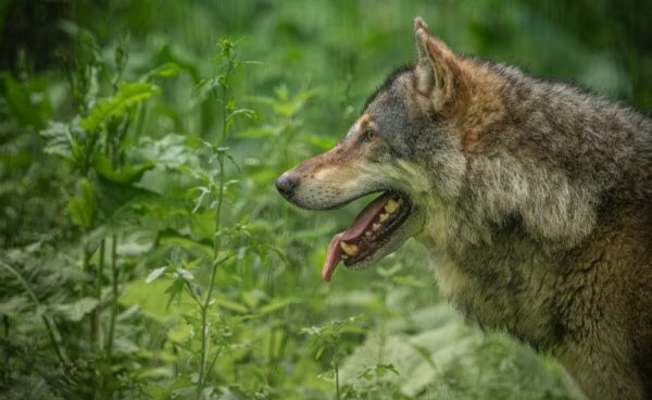Wolf op de Veluwe. Foto: Shutterstock