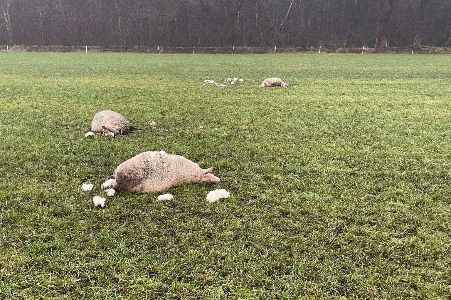 Wolven doodden wekelijks 63 schapen of ander vee