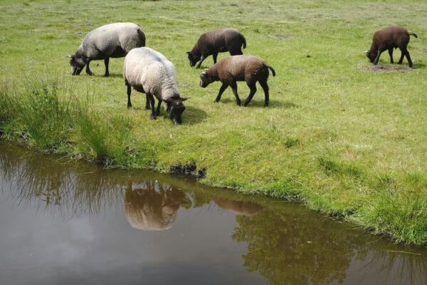 Schapenhouders moeten volgens de wet altijd drinkwater aanbieden, hoe de omstandigheden ook zijn.
