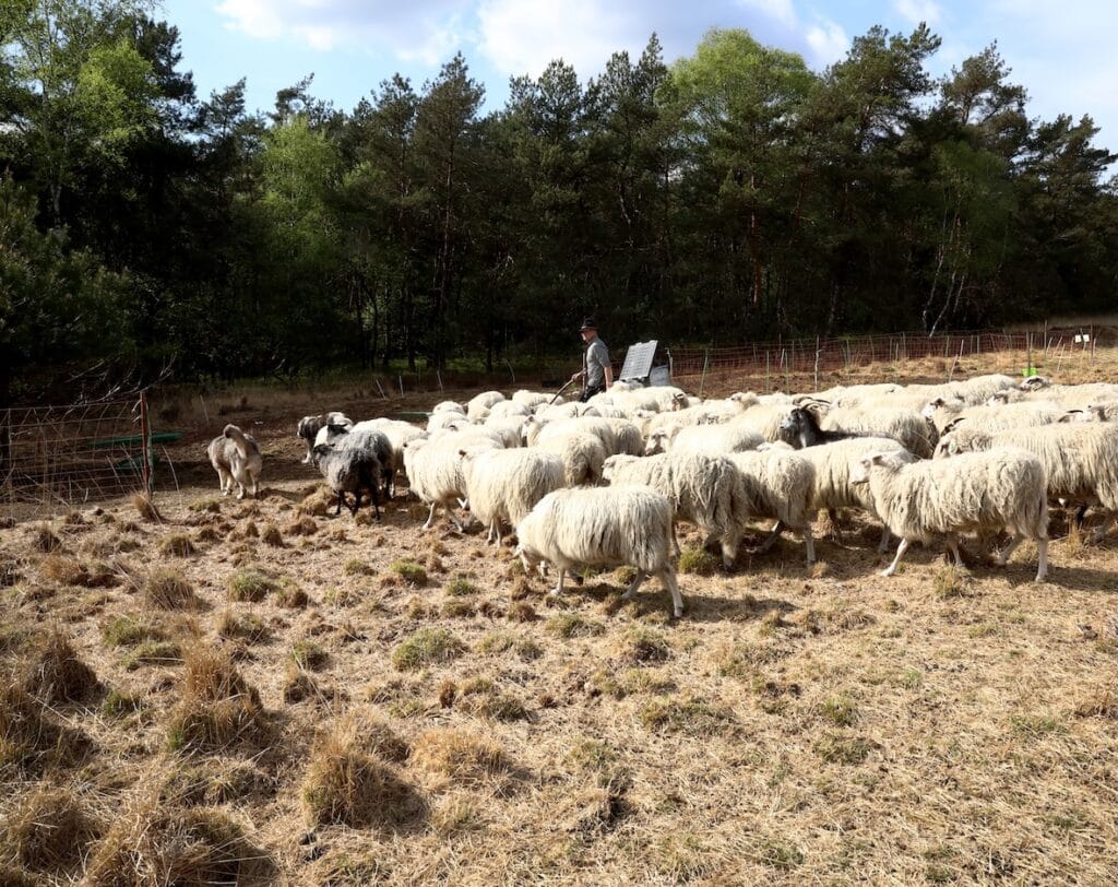 herder jeroen