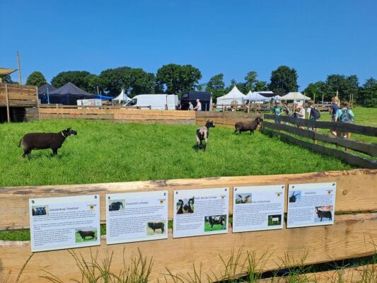 Veel schapen op de Farm & Country Fair in Aalten.