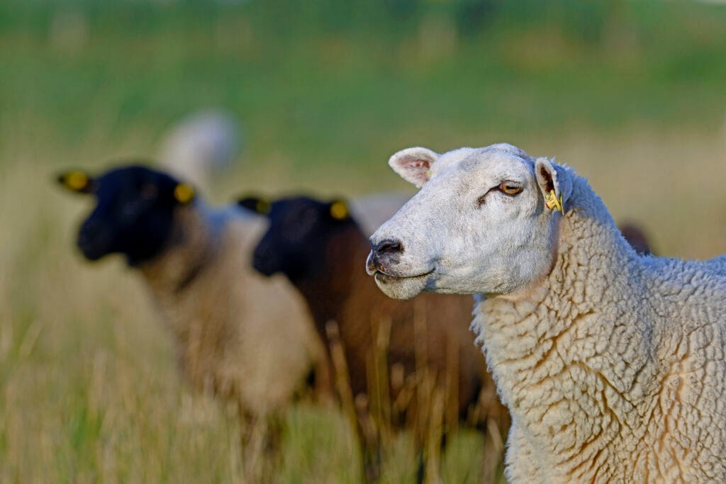 Schapen fotograferen: 10 tips voor betere foto’s