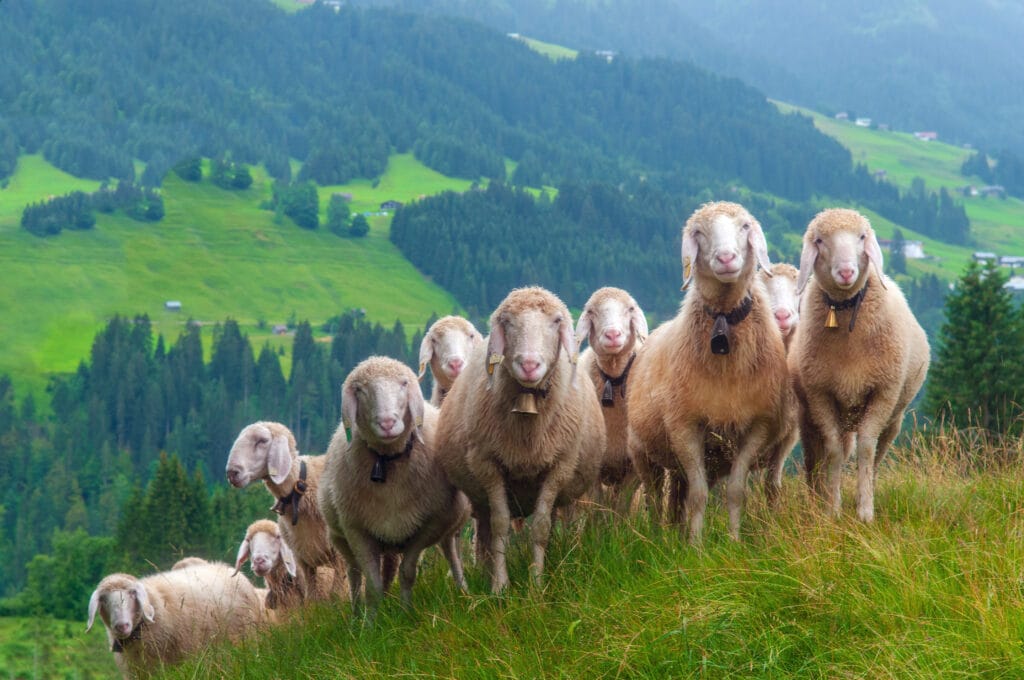 schapen fotograferen tips