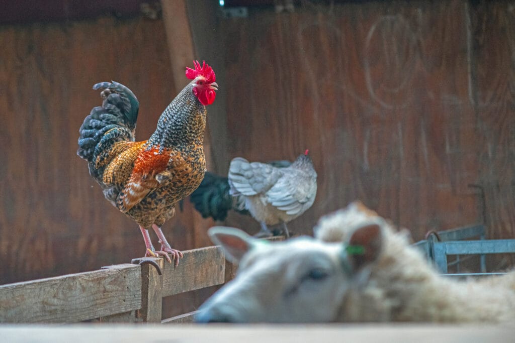 schapen fotograferen tips