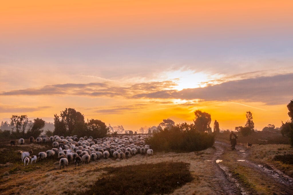 schapen fotograferen tips